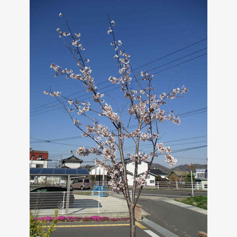 きれいです。の投稿画像01